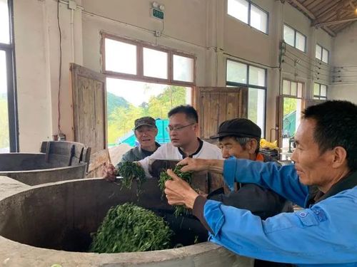 共享茶廠 茶產(chǎn)業(yè)創(chuàng)新助農(nóng)模式的新引擎