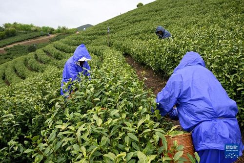 安徽廣德 茶旅融合促振興，茶葉加工煥生機