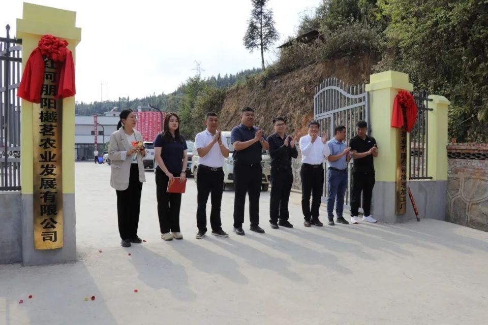 標準化引領新篇章 洛恩鄉茶葉加工廠正式投產助力茶產業升級